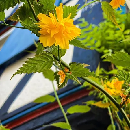 Hexenhaeuschen Dreieichenhain Dreieich