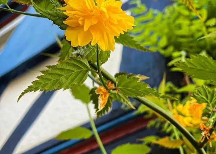 Hexenhaeuschen Dreieichenhain Драйайх